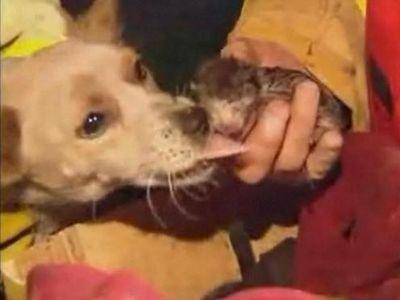 子猫を命懸けで守った犬