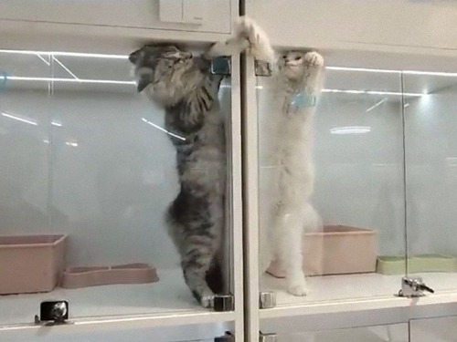 隣の部屋の猫同士が器用に戦ってるけど…ダメージ0のとき