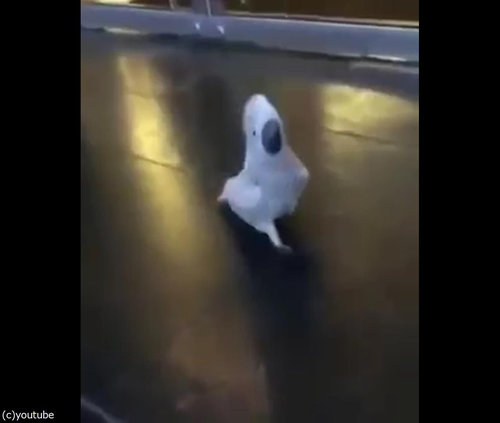 犬のように吠えるオウム04