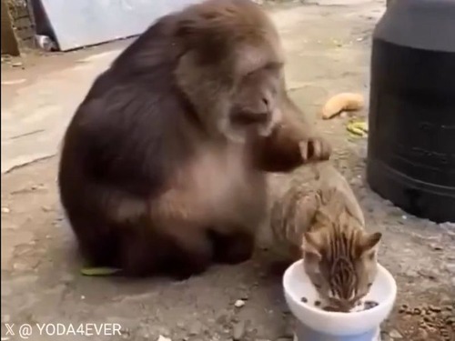 猫をかわいがっていたおサルさん…嫌われないように自重する