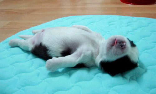 さんざん遊んだ後の犬たち03