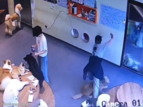 ドッグサロンの女性が派手に転倒したら…店中の犬たちが心配そうに集まってくる