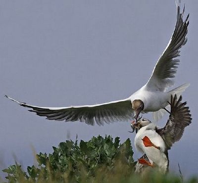 食いしん坊なカモメ02