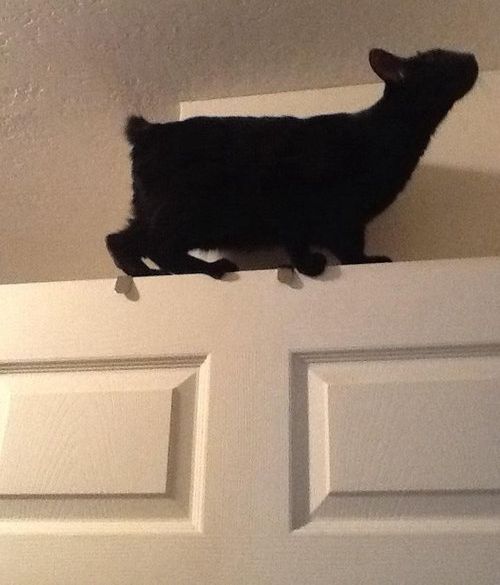 前世は別の動物だったであろう猫10