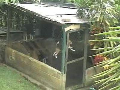 脱走する犬