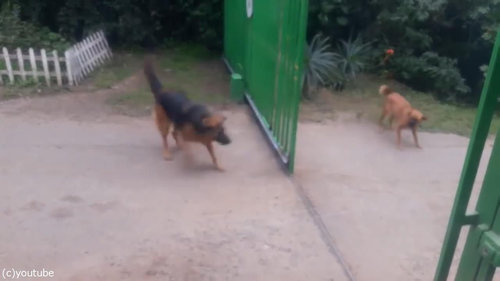 ネット上の言い争いは犬に例えるとこんな感じ05