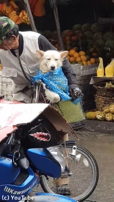 �ߤ���������Ļ����礵�󤬰����ˤȤä���ư�˿����ޤ�03