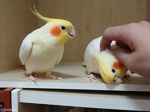 �ʥǤƤۤ��������ᥤ��02