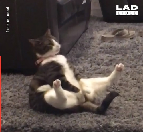 毛づくろいする猫のポーズがニャンとも言えない02