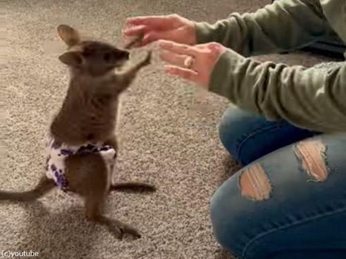 「豆粒のような手で…」ワラビーは赤ちゃんのときからボクシングが得意（動画）