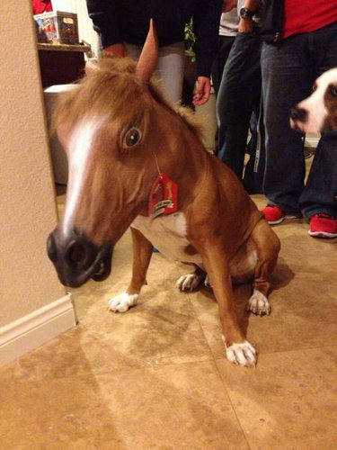 猫好きを犬好きにする写真20