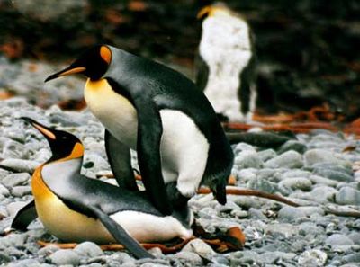 ペンギンの交尾