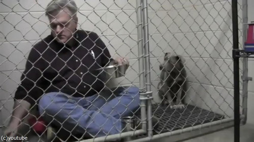 獣医がケージの中で犬と食事01