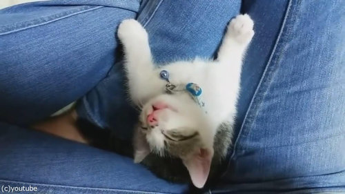 子猫が上を向いて寝落ち04