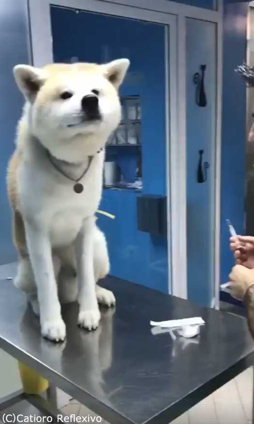 ͦ���ʽ��ĸ�01