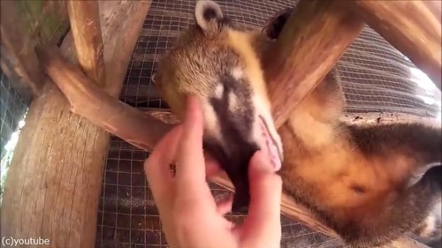 �ϥʥ��ޤμ���01