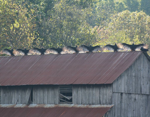 コンドルが並んで日光浴02