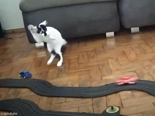 スロットカーに夢中の猫…興奮のあまり体のコントロールが効かない（動画）