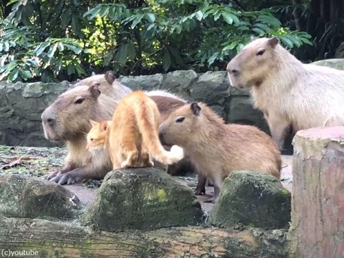 カピバラたちと一緒に暮らす猫