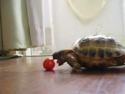 ミニトマトを食べるカメ