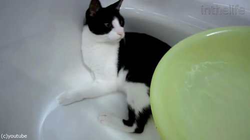 お風呂が大好きな猫02