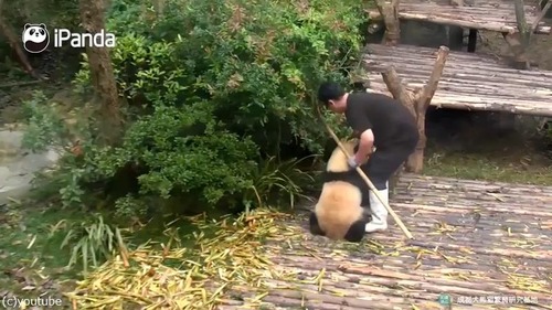 かまってほしくて仕方がないパンダ01