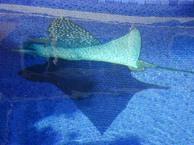 涼しげな3Dプール09