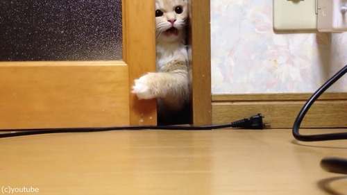 ドアを開けて欲しい猫04