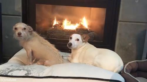 暖炉でくつろぐペットたちに05