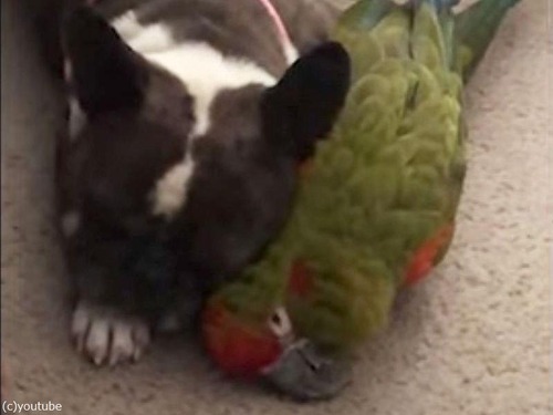 ラブラブなインコと犬…寝ても覚めてもピッタリと寄り添う（動画）