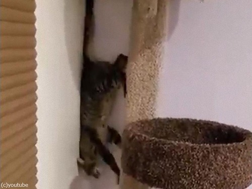 キャットタワーを降りる猫