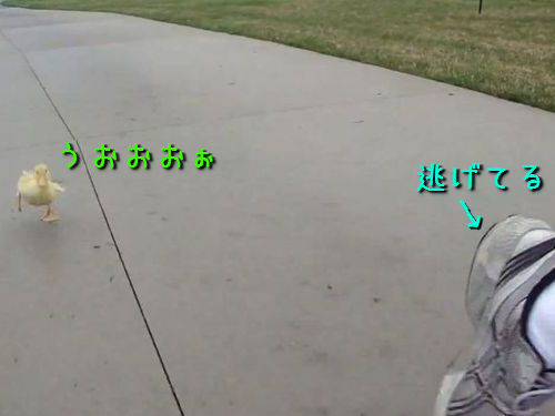 ���ҥ�Υҥʤ��ɤ������Ƥ���