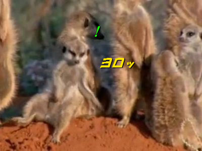 眠いミーアキャット