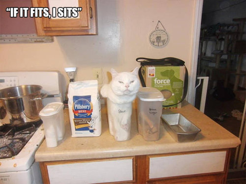 おかしな猫たち17