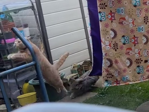 猫の侵入を許さないウサギ…全力疾走で追い払う（動画）