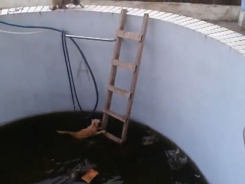 プールに落ちた猫をハシゴで救出01