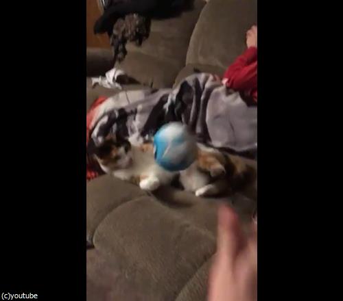 この可愛い生き物をゲットしたいけど05