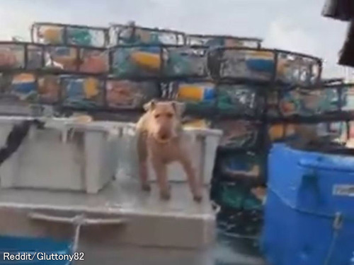 「犬が船乗りのベテランになると、揺れる海の上でこんな動きになる…」