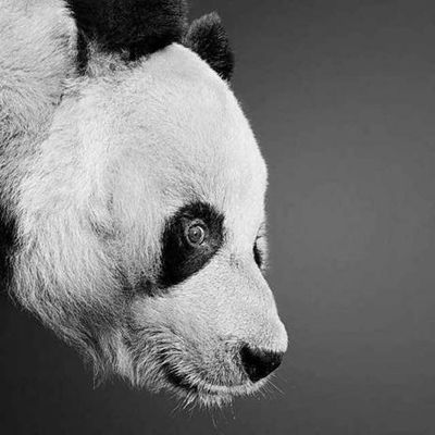 写真としか思えない鉛筆で描いた動物の絵に絶賛の声 らばq 写真としか思えない鉛筆で描いた動物の絵に絶賛の声 らばq