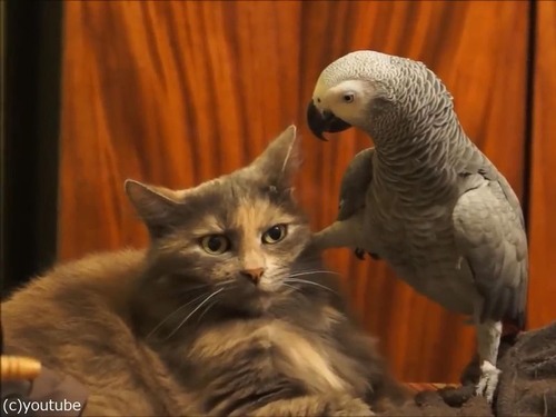 インコが猫にイタズラ00