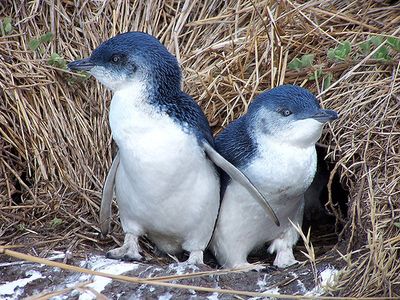 ペンギン02