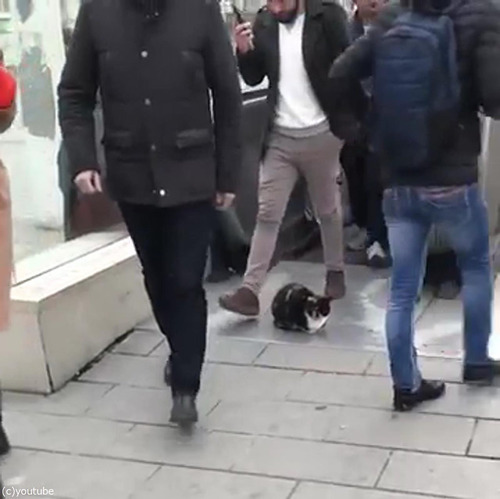 猫「知ったこっちゃねぇ」01