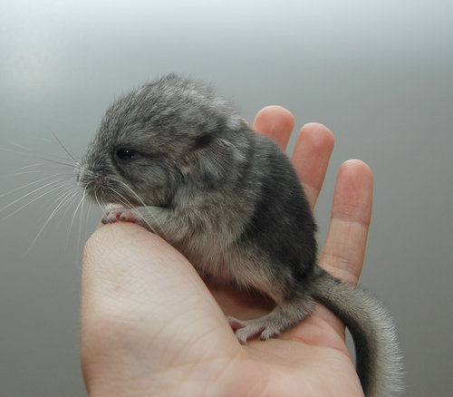 11ưʪ���֤���󤿤���Baby��Chinchila