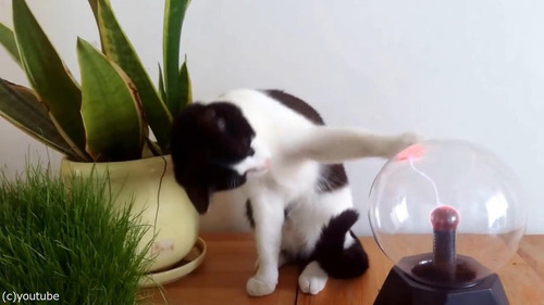 �ץ饺�ޥܡ��뤬���ˤʤ�ǭ05