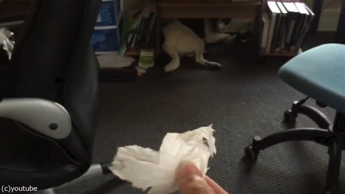 「うちの犬は悪いことをすると…しっぽでわかる」05