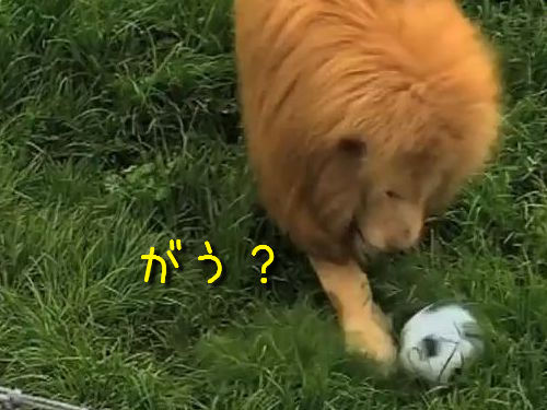 ライオンとサッカーボール
