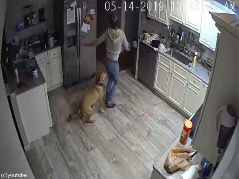 出張中に自宅の監視カメラを確認したら 妻と犬が社交ダンスを踊ってた らばq 出張中に自宅の監視カメラを確認したら 妻と犬が社交ダンスを踊ってた らばq