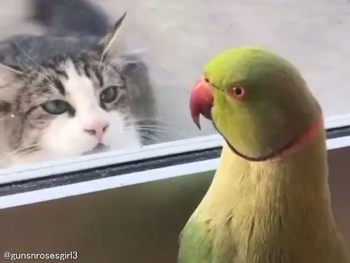 猫をもてあそぶインコ…安全なところから「いないいないばあっ」