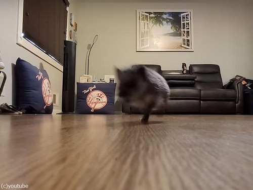 「こんなスピードで走るんだ…」ハリネズミが床を疾走（動画）