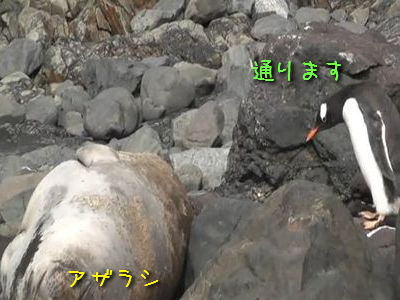 アザラシとペンギン